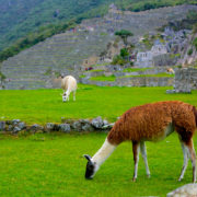 machupicchu-4